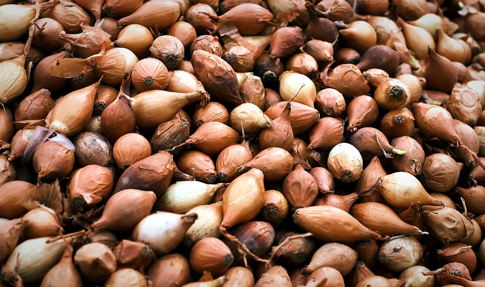 French shallots