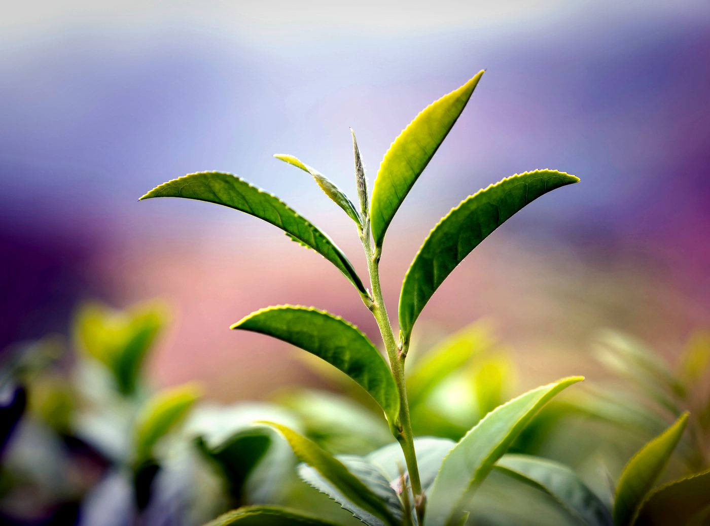 Close-up of fresh Ceylon tea leaves