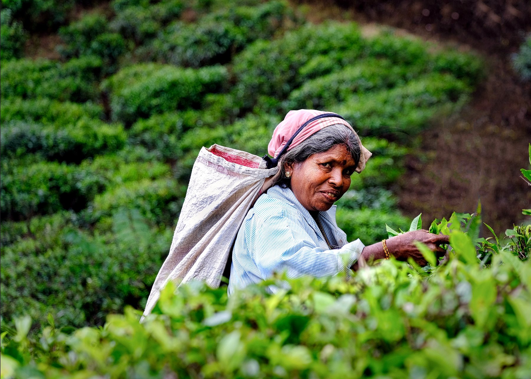 Tea plucker harvesting leaves for Pure Ceylon black tea